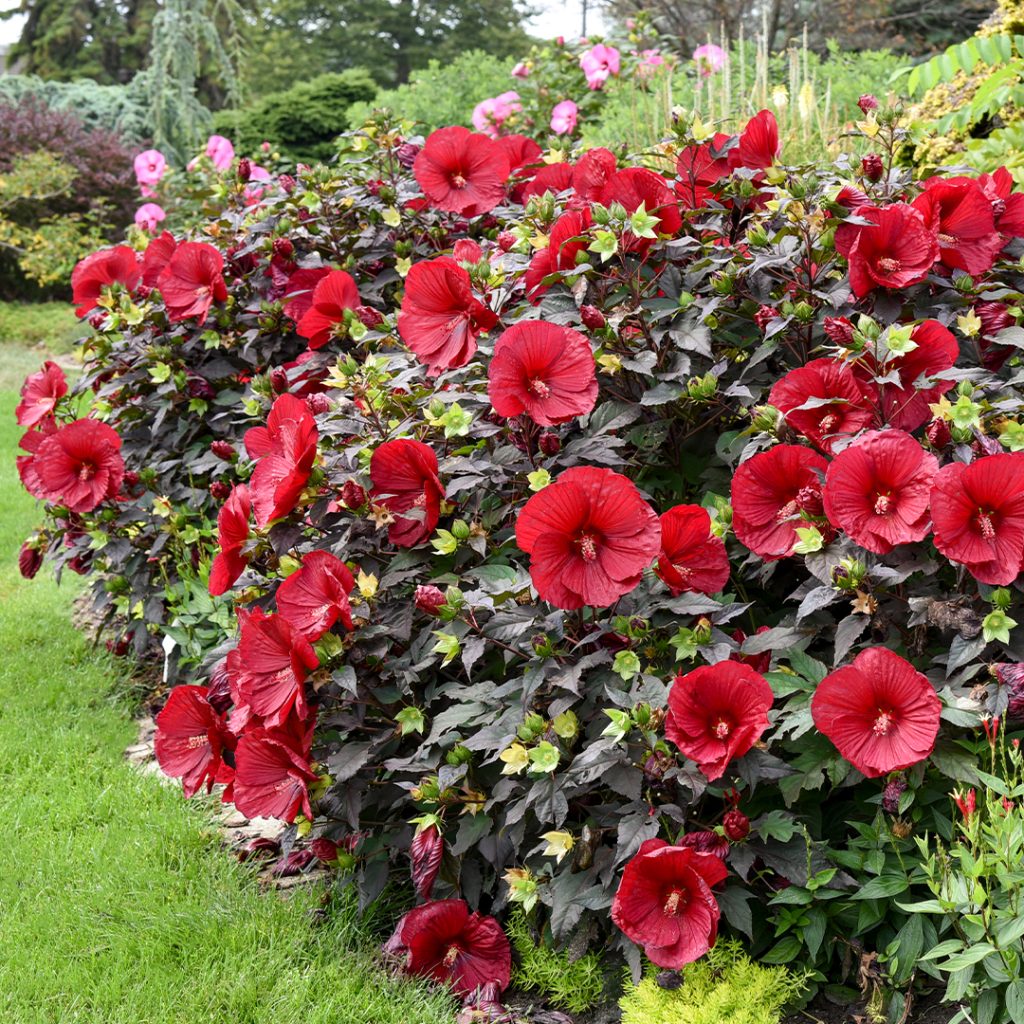 Hibiscus-Perennial-1024x1024-1.jpg