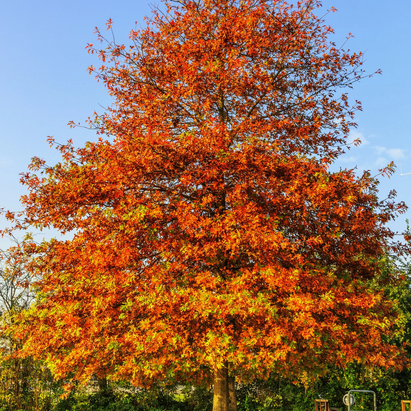 PinOak2_1400x.webp