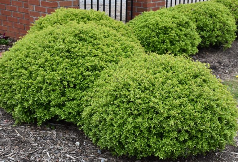 Yaupon-Holly-Dwarf-768x524-1.jpg