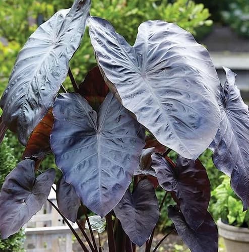 elephant-ears-plant.jpg