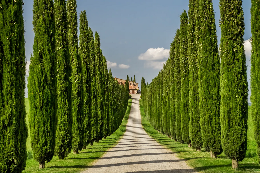 italian_cypress.png