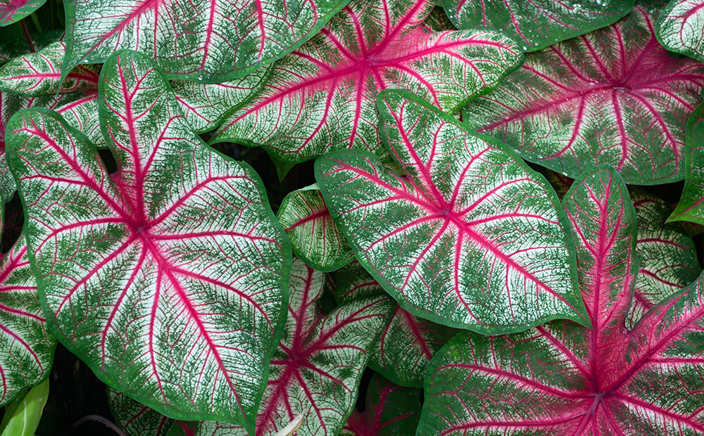 tropicals-to-plant-in-spring-elephant-ear-colorful-header.jpg