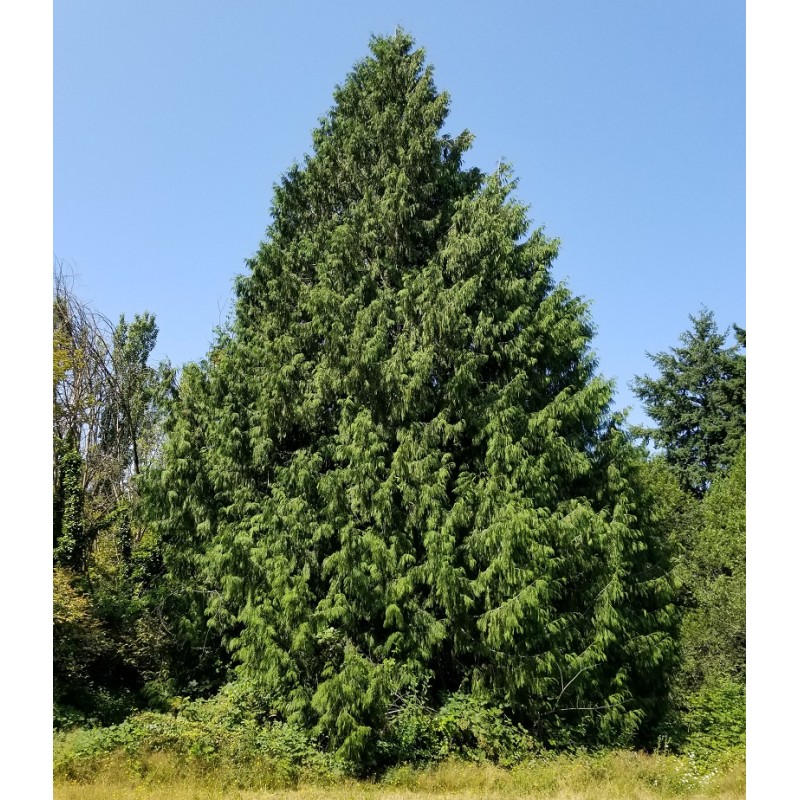 western-red-cedar.jpg